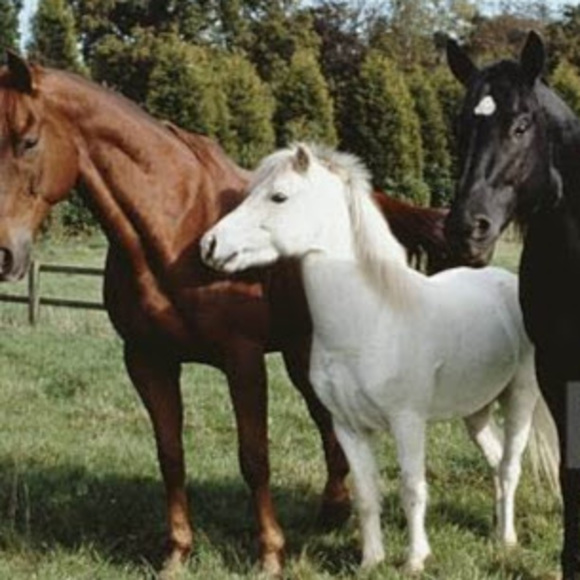 Meet your Posher, Sophia - Picture 1 of 1